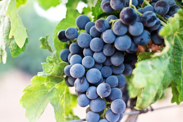 Lake Breeze Vineyards