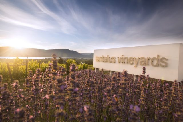 Tantalus Vineyards