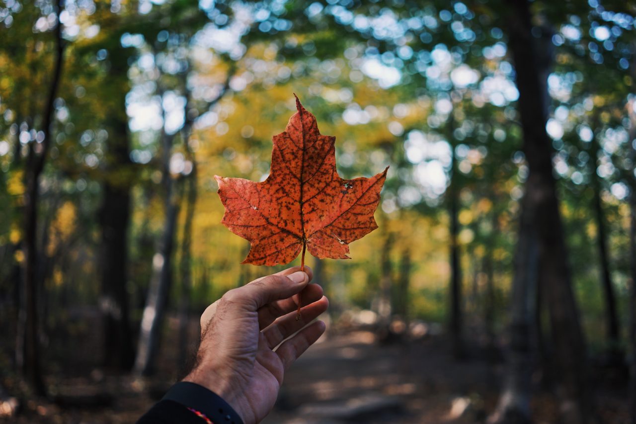 Happy Canada Day Maple Leaf
