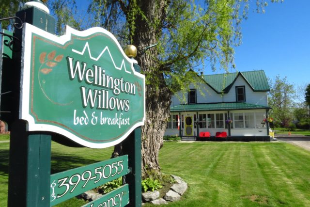Wellington Willows