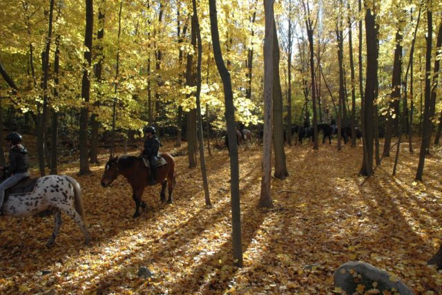 Niagara Riding Stables