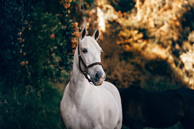 Evangeline Trail Rides