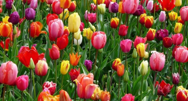 Flower Show - Date Ideas Canada