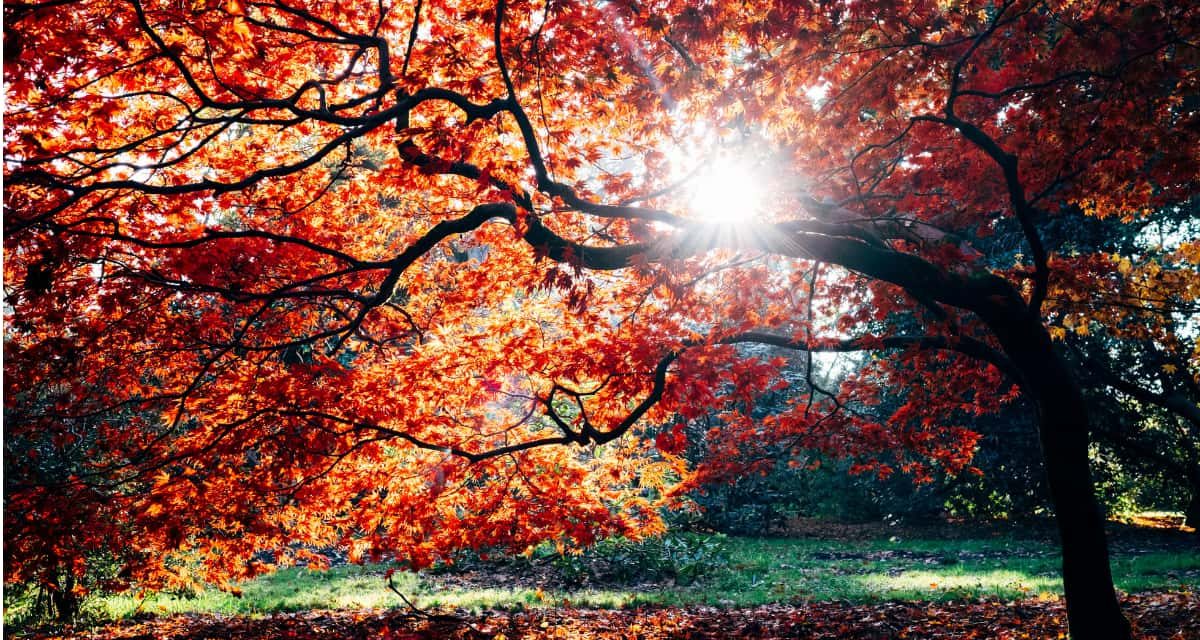 https://dateideascanada.com/wp-content/uploads/2020/09/Beautiful-Tree-with-Fall-Coloured-Leaves-Feature-Image-1200x640.jpg
