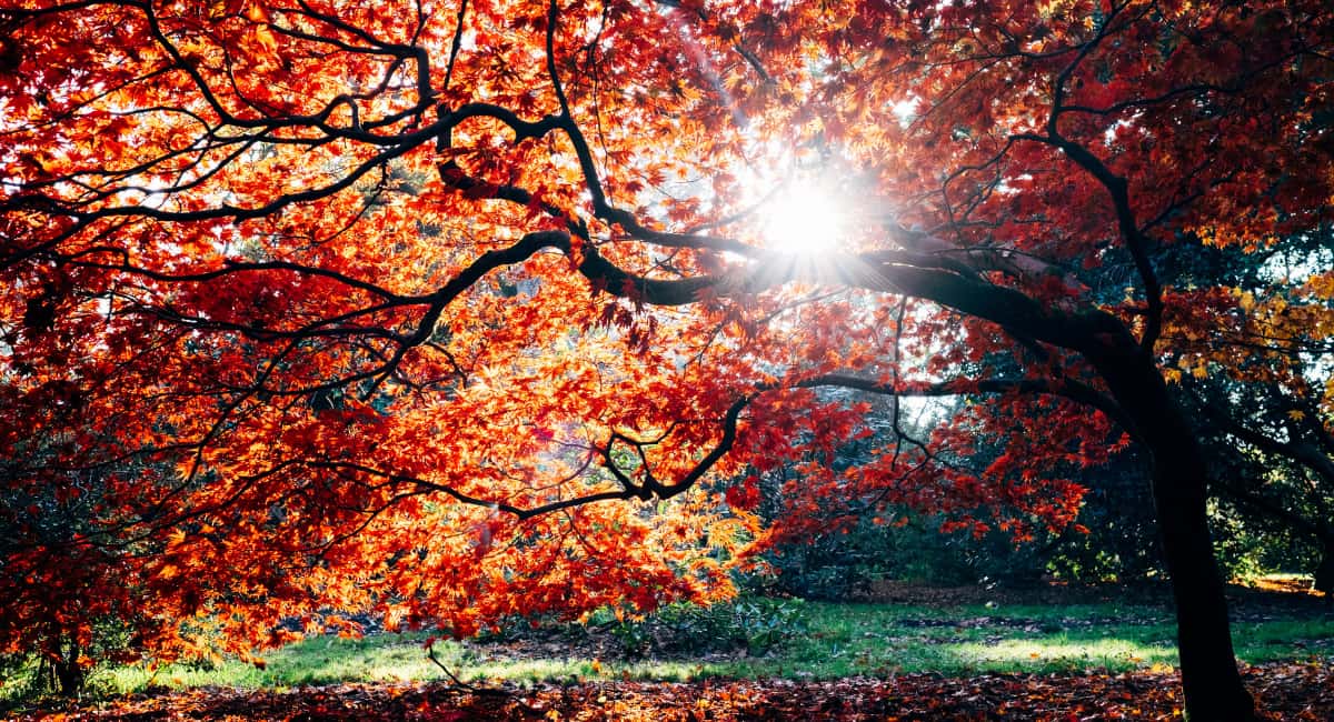 Beautiful Tree with Fall-Coloured Leaves - Date Ideas Canada