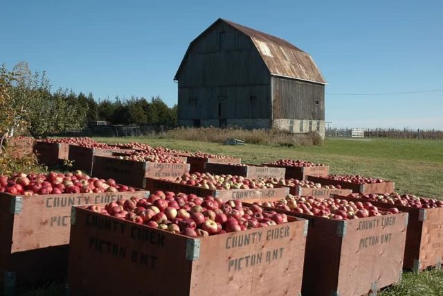 County Cider Company
