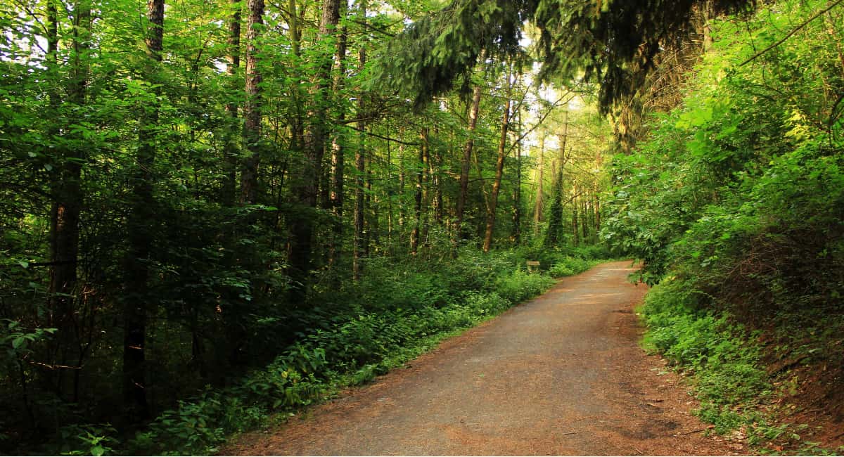 Cycling Trail in Beautiful Forest - Date Ideas Canada