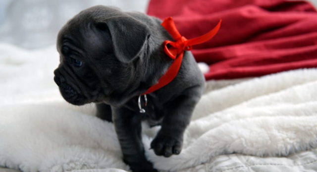 Furry Friend - Date Ideas Canada