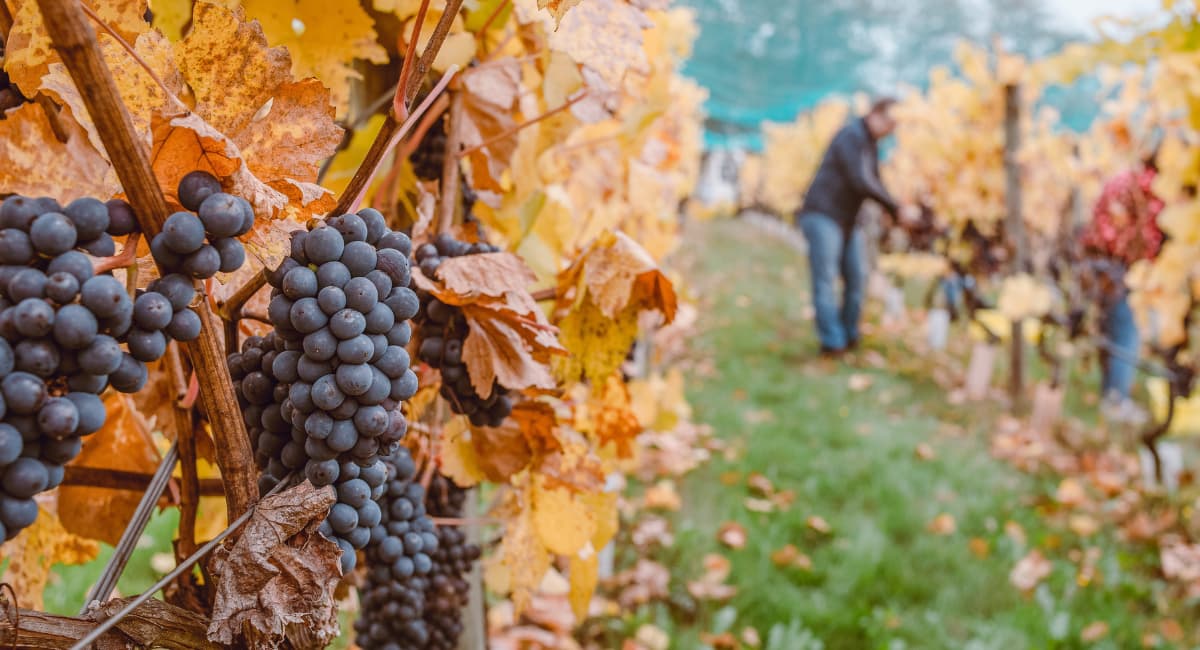 Red Grapes in Vineyard - Date Ideas Canada