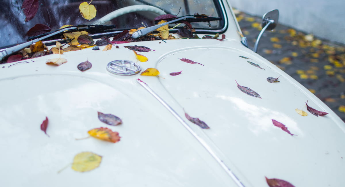 VW Bug with Leaves on Hood - Date Ideas Canada