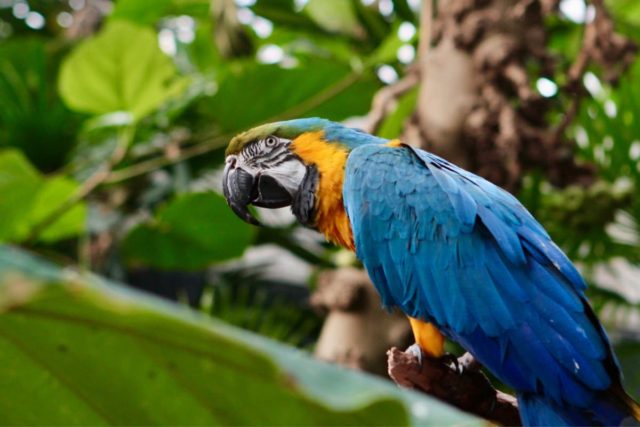 Bloedel Conservatory
