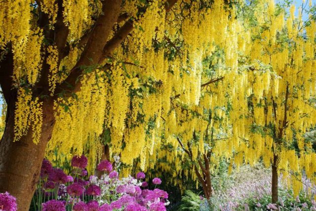 VanDusen Botanical Garden